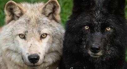Haliburton Forest Wolf Centre